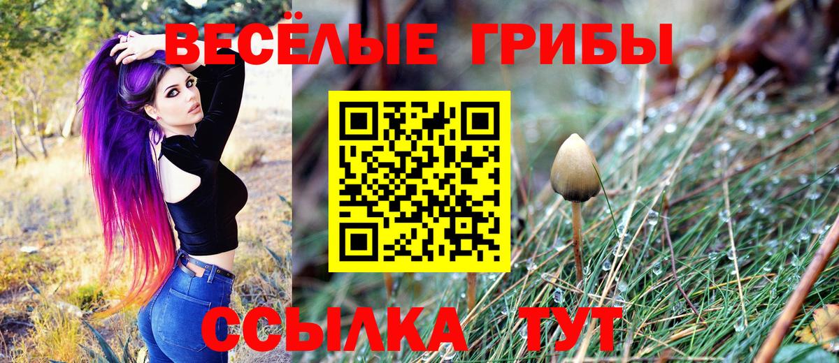 Галлюциногенные грибы GOLDEN TEACHER  Галлюциногенные грибы Psilocybine cubensis  Малгобек  Вход с VPN 